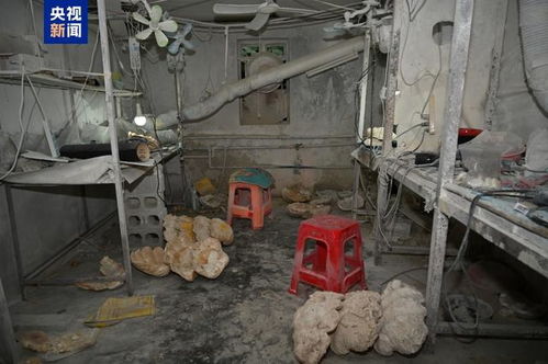 游客要 好货 牵出濒危动物制品黑市交易
